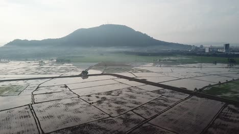 Rice-is-sown-by-flooding-the-fields-with-water-at-Bukit-Mertajam,-Penang.